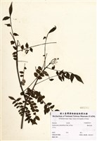 藏品(翼柄花椒)的圖片